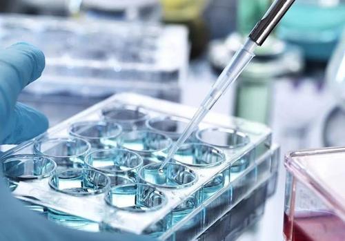 水溶性人参皂苷G35 细胞技术引领的健康革命