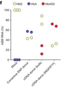 CRISPR技术革新 攻克镰刀型细胞贫血症的细胞治疗新前沿