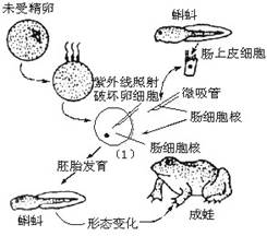 基于细胞全能性的观赏植物无性繁殖技术研发与应用
