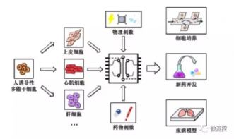 微流控与细胞技术 微型器官芯片的发展、瓶颈与未来挑战