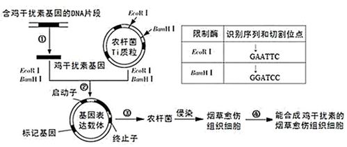 转基因人参细胞表达乙肝抗原 药用植物与疫苗研发的创新融合