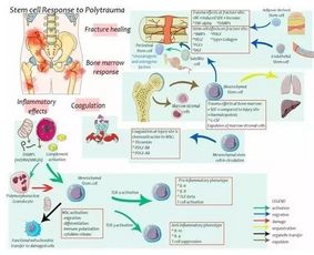 干细胞技术 急诊创伤修复的新希望与研发挑战